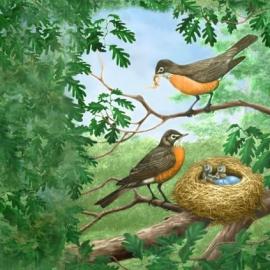 Как нарисовать гнездо птицы поэтапно?