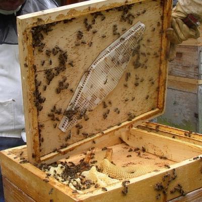Пчелният бизнес и неговите тънкости